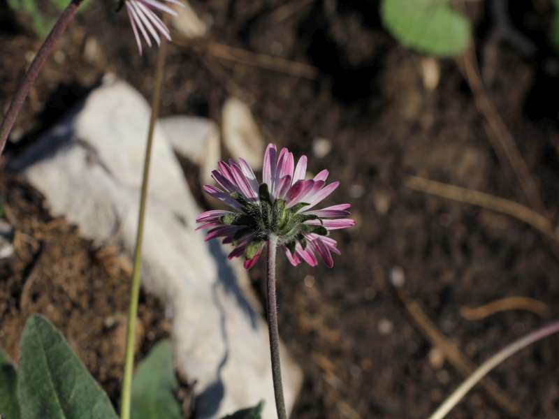 Bellis sylvestris / Margherita autunnale